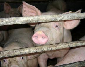 Squalid conditions inside industrial farms provide a fertile breeding ground for disease